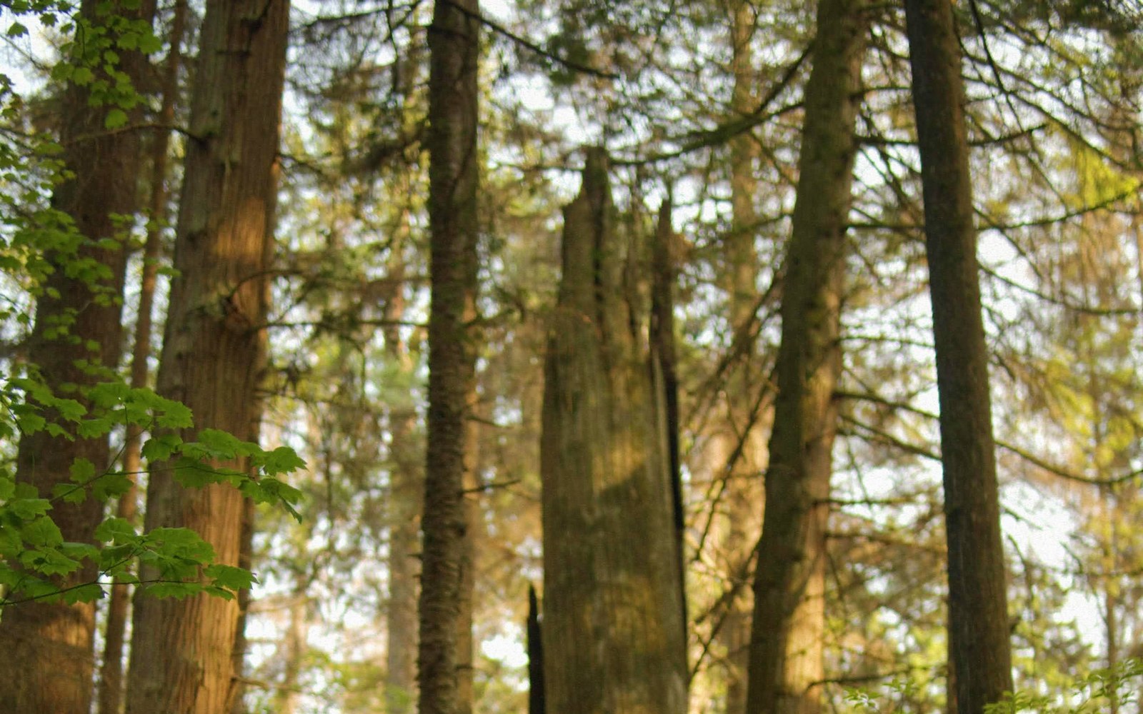 Coastal forest atmosphere for Salish Sea journey